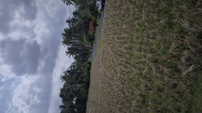 Dijual tanah sawah di Timpag Tabanan Bali 3 20260821 142553